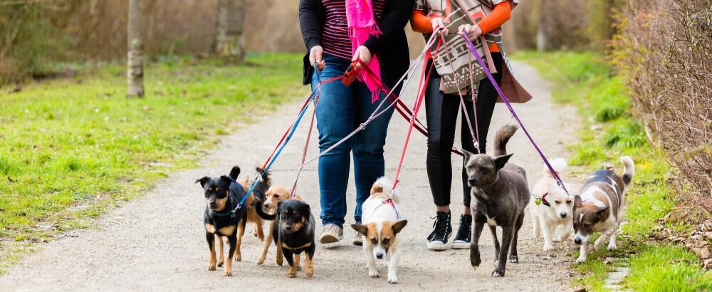 Where to start for dog walking businesses