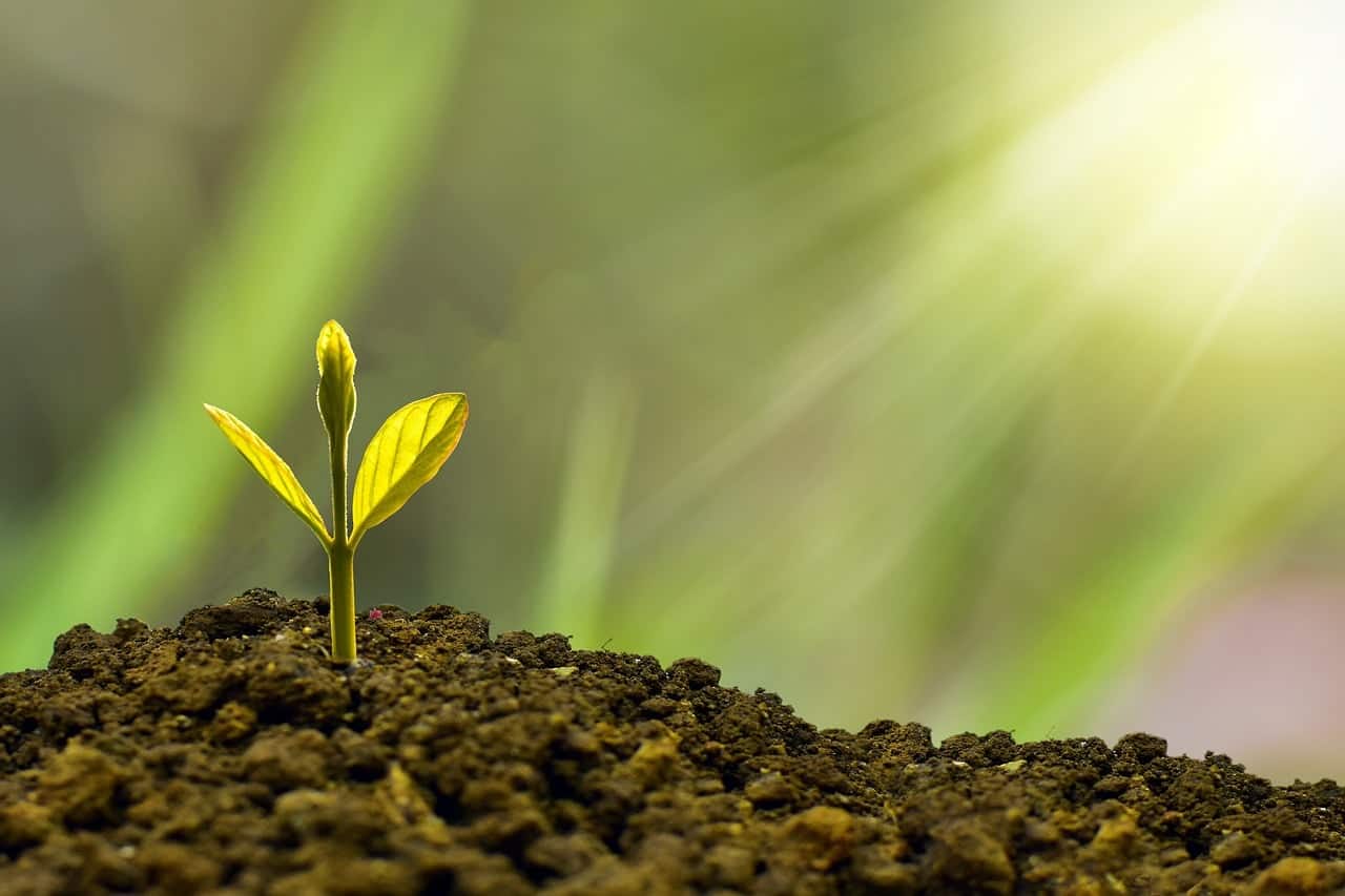 Young plant sprouting from soil with sunlight in the background.
